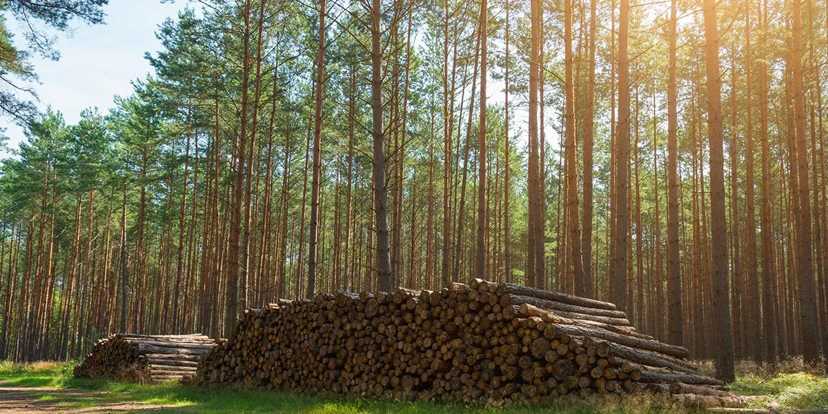 Forest Products