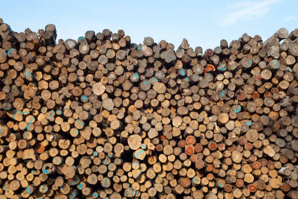 Lumber & Wood Products (No Furniture)